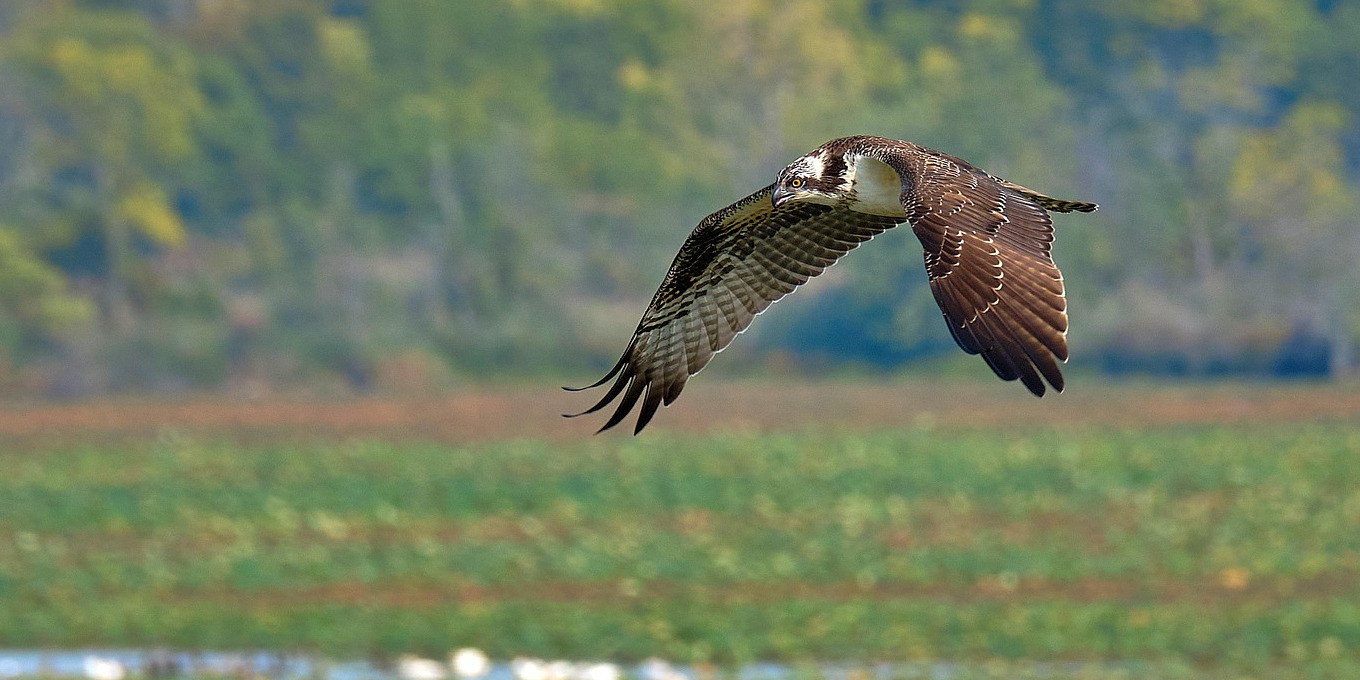 Balbuzard pêcheur